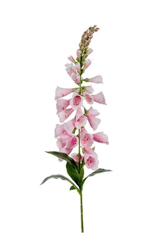 Digitalis