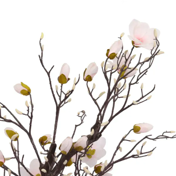 Magnolia Tree H: 120cm