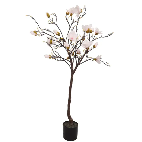 Magnolia Tree H: 120cm