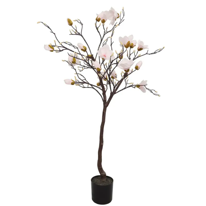 Magnolia Tree H: 150cm